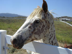 Equestrian